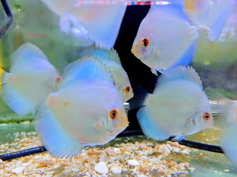 tropical discus fish for sale