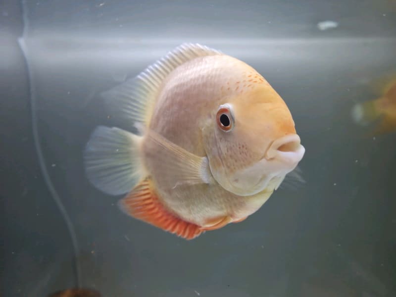 gold severum fish for sale