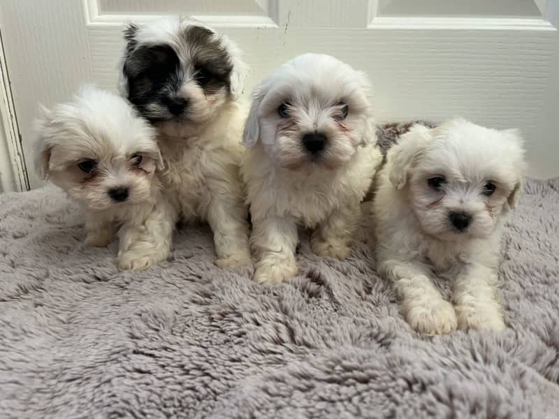 are malshi puppies hypoallergenic