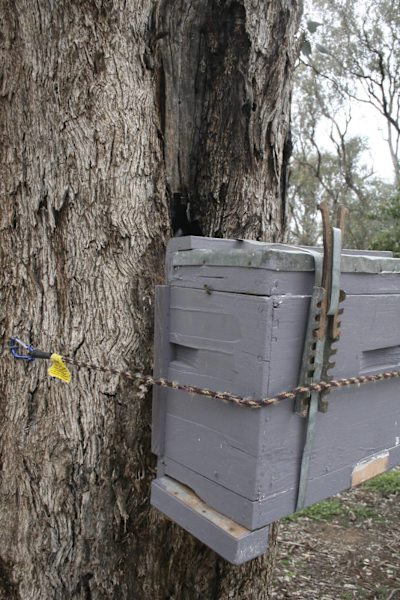 Bee Swarm Removal - Wagga area62863393194369113