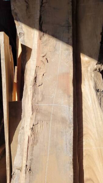4550mm Undressed Mackay Cedar Timber Slab63005707692802113