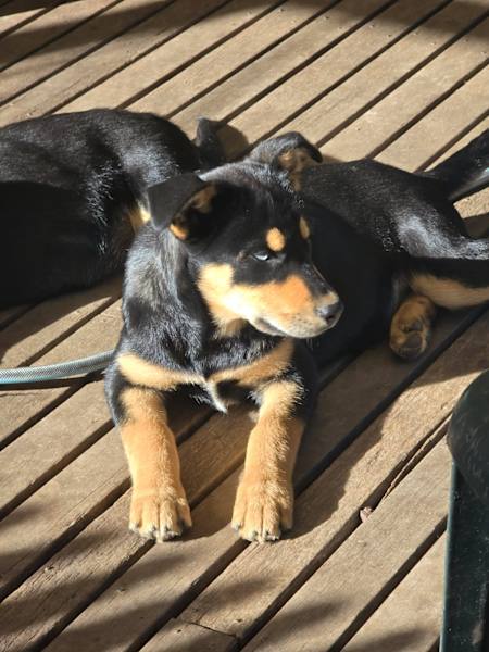 Mix Puppy Rottweiler X Husky Puppies For Sale Shop Husky Cross