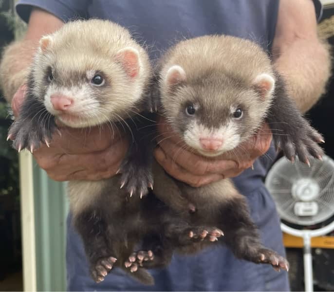 Newborn ferrets hot sale for sale