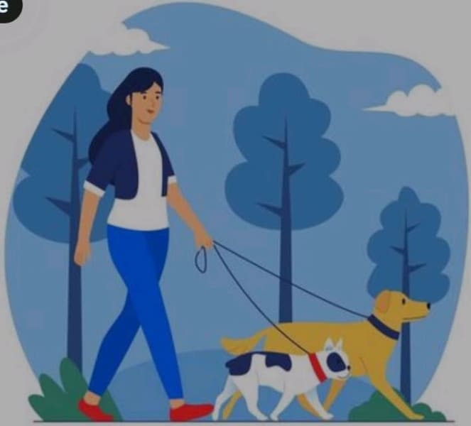 how-much-should-i-charge-for-dog-walking-australia