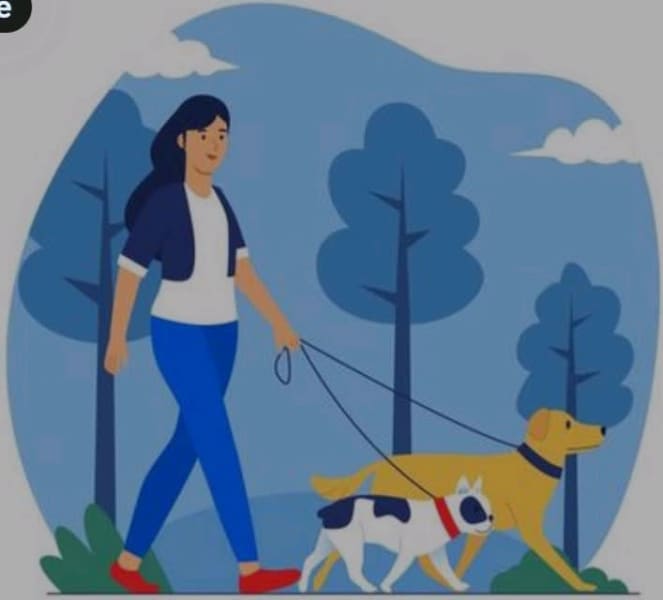 How Much Should I Charge For Dog Walking Australia