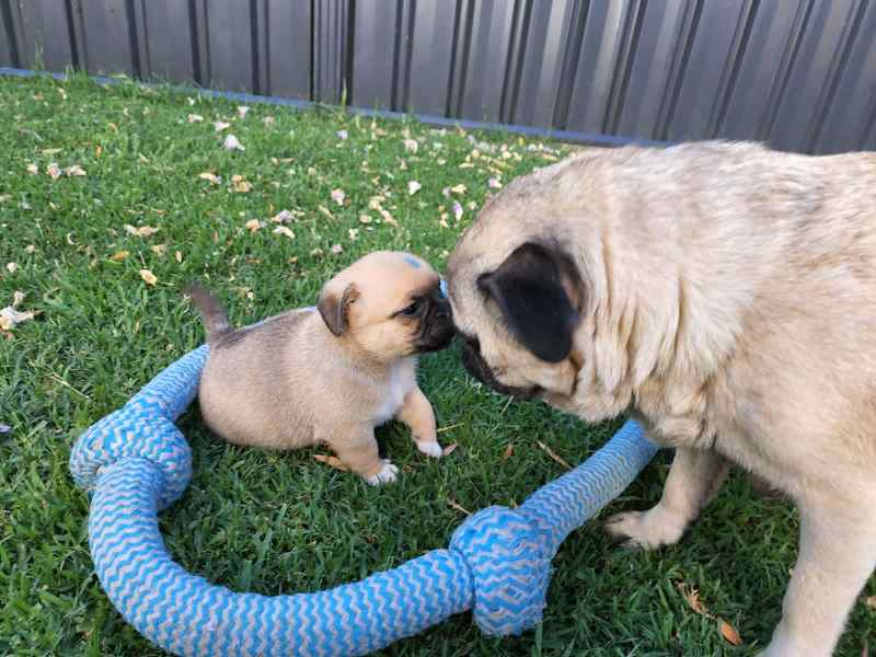 how big do jug puppies grow