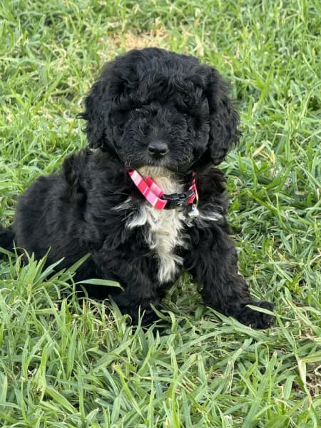 Sheepadoodle gumtree clearance