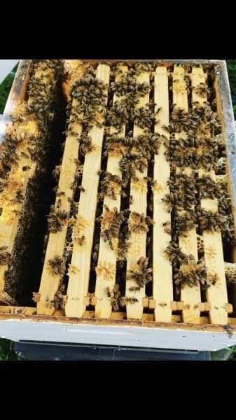 organic beeswax in Adelaide Region, SA  Gumtree Australia Free Local  Classifieds