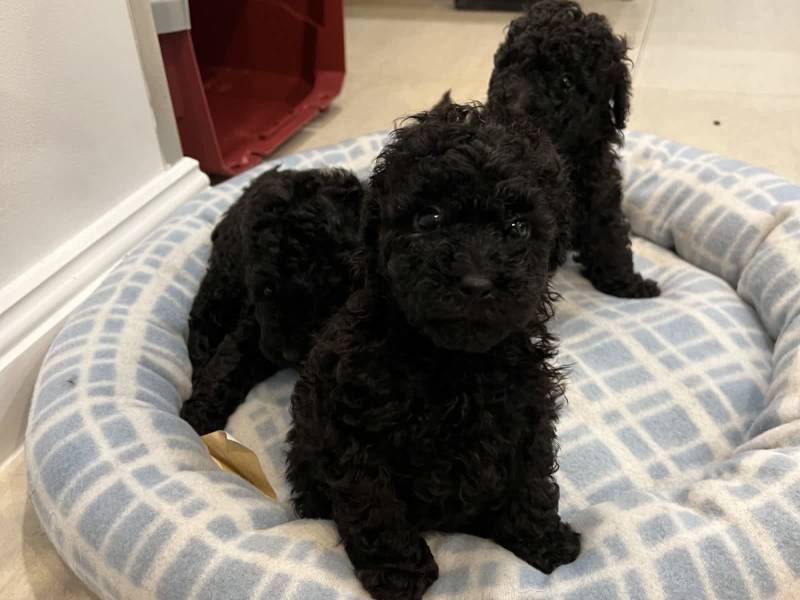 gumtree toy poodle for sale