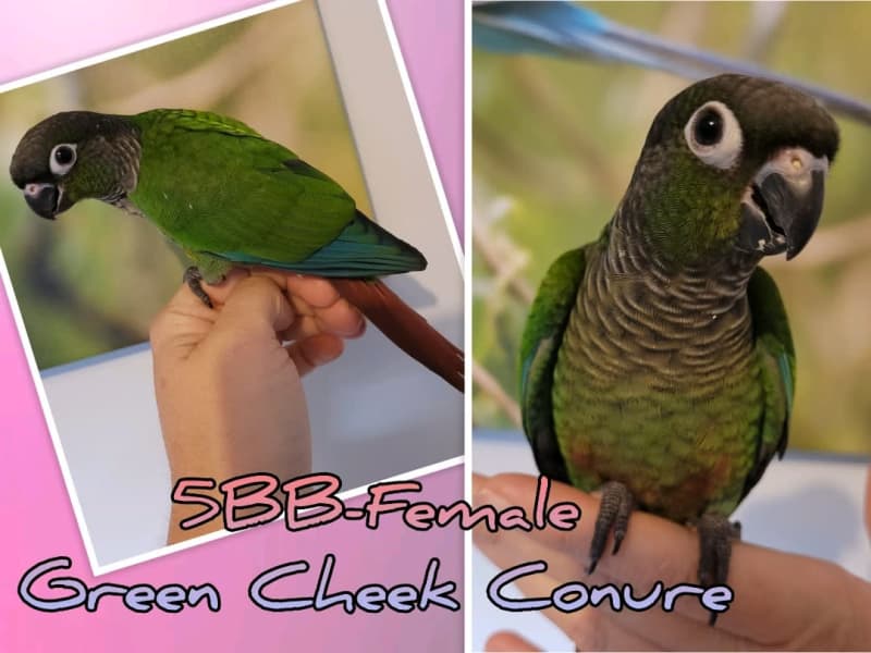 green cheek conure gumtree