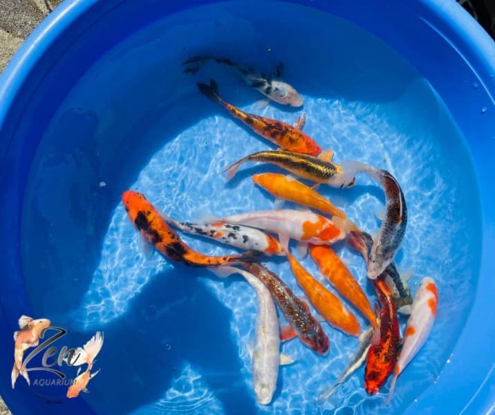 bulk koi fish