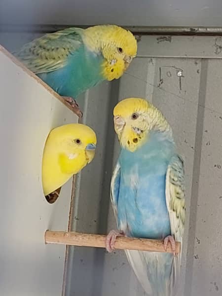 Female budgies for hot sale sale near me