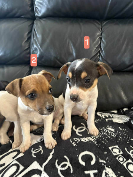 🐾 Last Mini Foxy Puppy – Black White Male – RPBA Registered