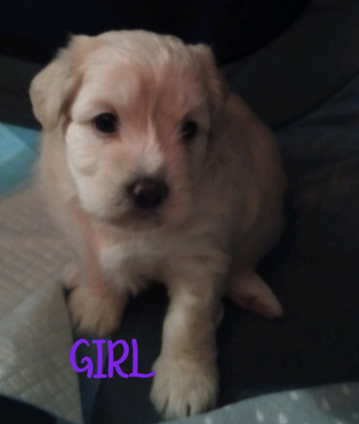 shih tzu x bichon frise puppies for sale