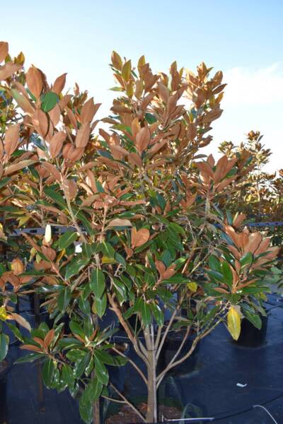 Magnolia Grandiflora Little Gem  Summer Sale | Plants | Gumtree  Australia Mornington Peninsula - Fingal | 1296294753