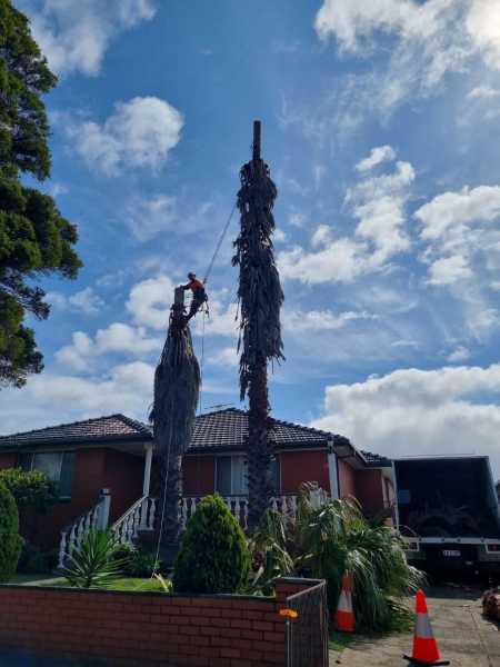 Eid Tree Services62863417940738113