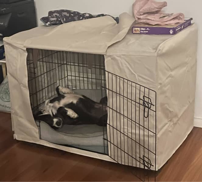 Dog training shop crate kmart