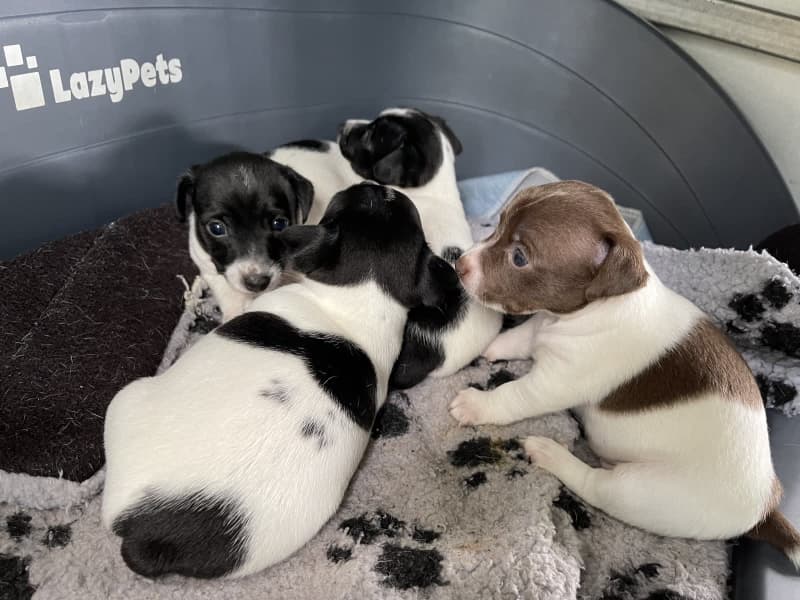 mini fox terrier for sale gumtree