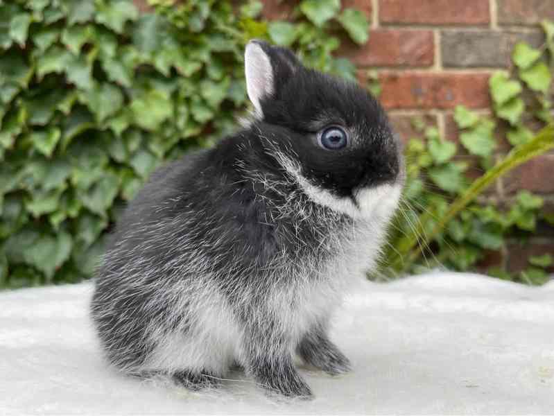 Gumtree dwarf sale rabbits