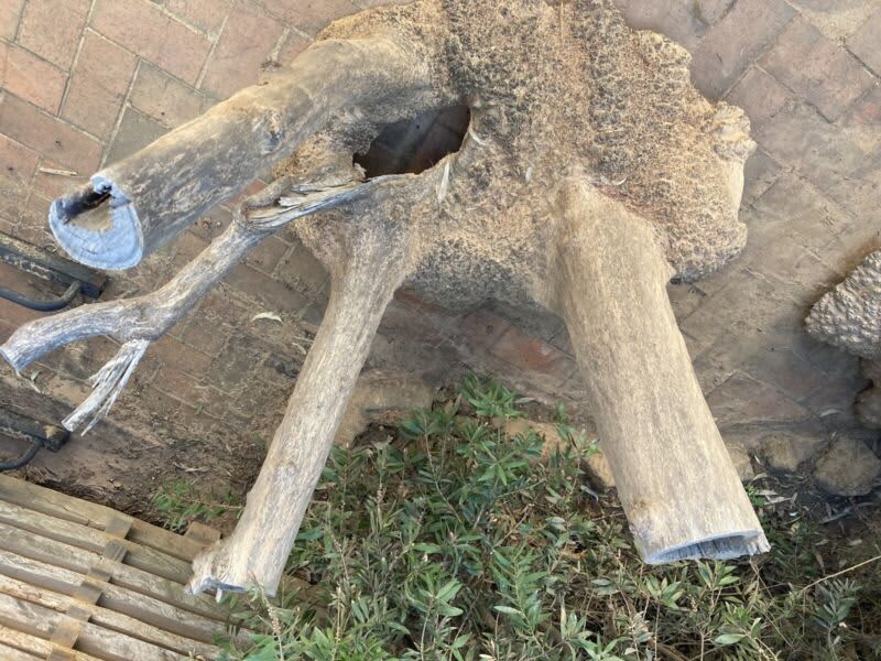 Mallee burl stumps for table bases - feature / decorations63008479839106112