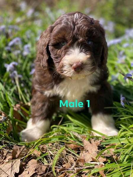 teddy bear labradoodles