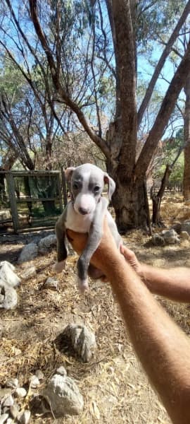 Italian greyhound puppies for best sale sale gumtree