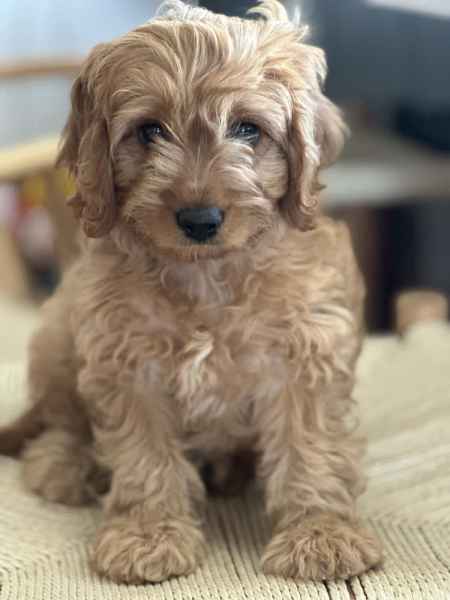 Gumtree sales cavoodle puppies