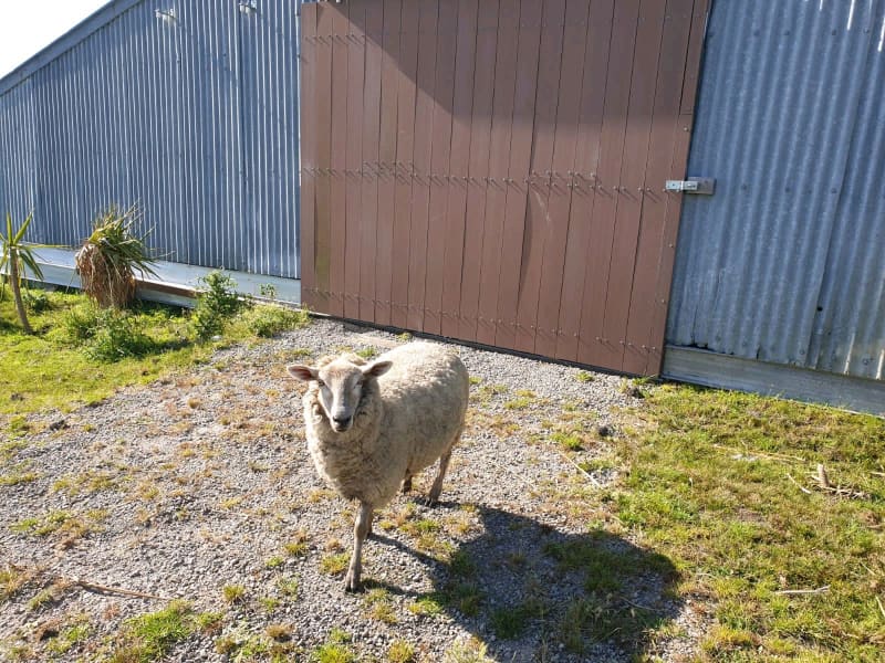 Sheep for sale - | Livestock | Gumtree Australia Mornington Peninsula -  Mornington | 1308447405