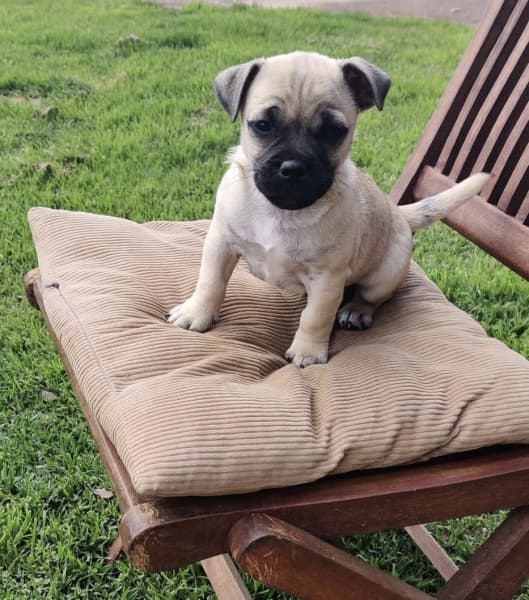 do jug puppies shed