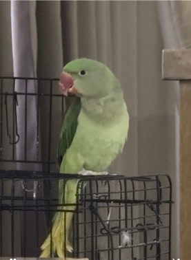 Female Alexandrine parakeet Bird Birds Gumtree Australia