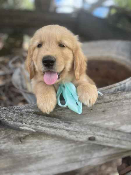 Golden retriever puppies discount for sale gumtree