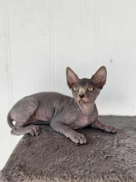 Hairless sales cat gumtree