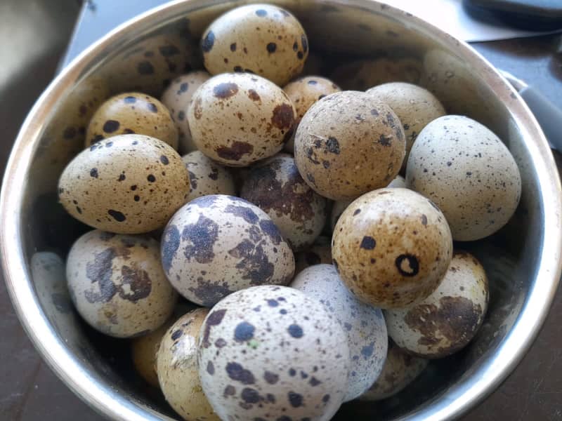 pugo egg for sale