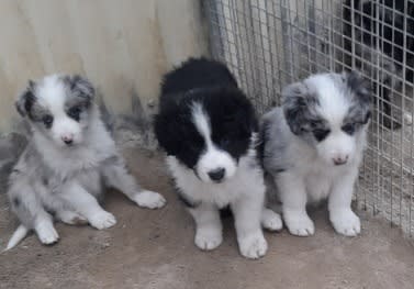 PUREBRED BORDER COLLIE PUPPIES Dogs Puppies Gumtree