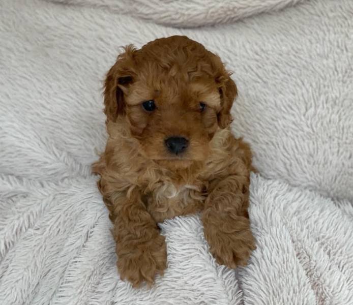 teddy bear cavoodles for sale