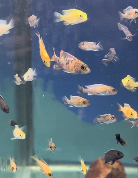 fish tank in Brisbane North West, QLD, Pets