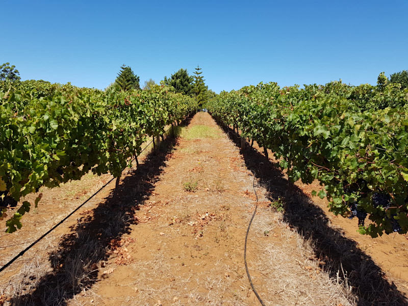 For Lease Vineyard63007361325058112