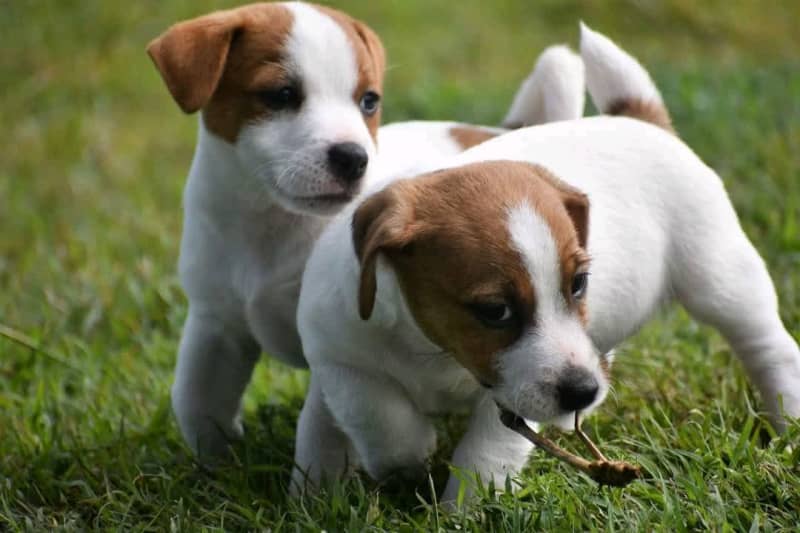 Are Jack Russells Purebred