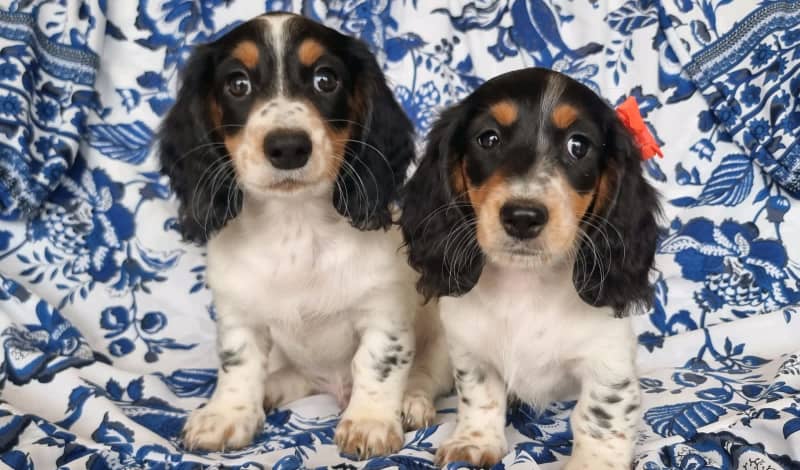 Longhaired Piebald Minature Dachshunds | Dogs & Puppies | Gumtree Australia  Murray Area - Ravenswood | 1310146242