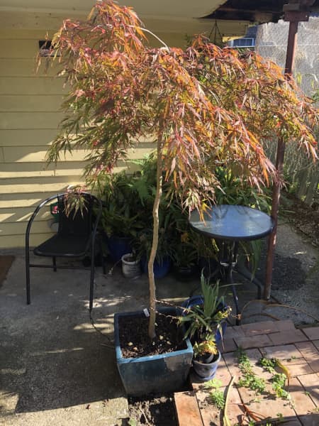 is a japanese maple safe for dogs