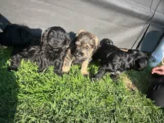 Schnoodle puppies for shops gumtree