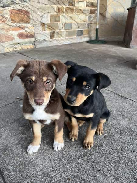 Kelpie x border collie puppies for sale Dogs Puppies Gumtree