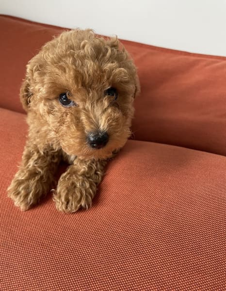 how do you take care of a new toy poodle puppy