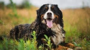 Bernese mountain dog sales gumtree