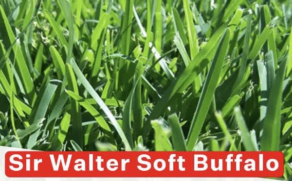 Sir Walter Buffalo63439134158467110