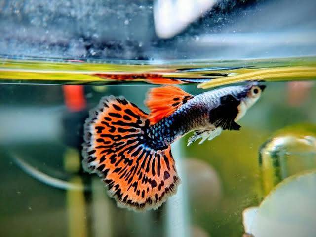 dragon mosaic guppy