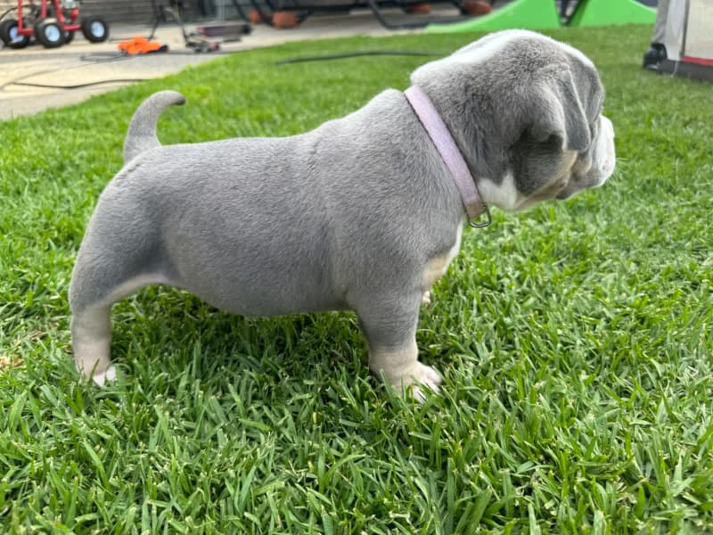 American pocket ￼bullies puppies ABKC registered ￼, Dogs & Puppies, Gumtree Australia Playford Area - Virginia