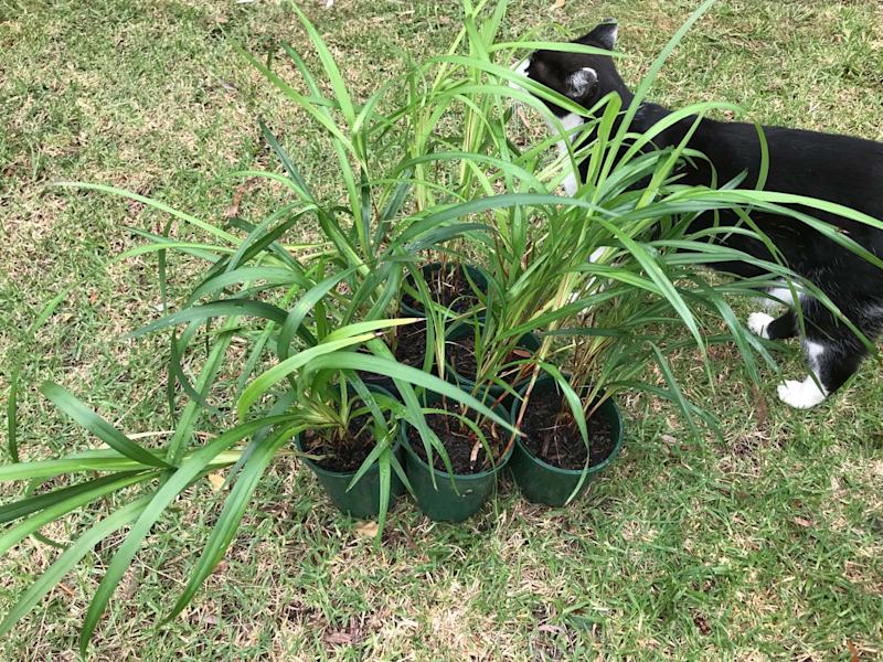 Aust native grasses, Lomandra & Dianella package62863393457154112