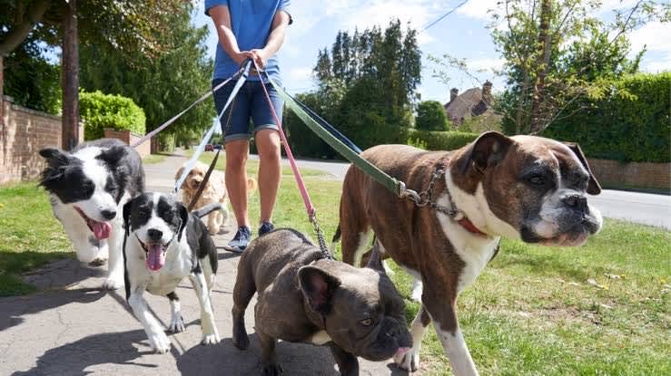 how much should i charge for dog walking australia