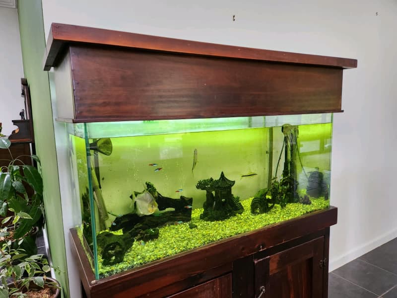 gumtree tropical fish tank